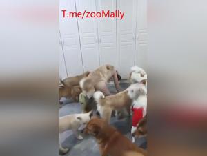 asiatische hund party: brutale tierliebe