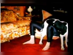 Chica cachondea duro con perro grande, XXX