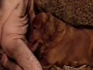 donna succhia cazzo cane godimento selvaggio