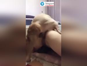 Chica china folld por perro