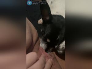 dos perros destrozan su coño con salvaje placer