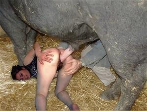 Husfru med Hund Sex - Hardcore Porn