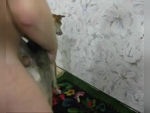 Perro folla la vulva, paseo salvaje