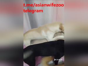 chinesisches Vergnügen: dreier Hunde wilder