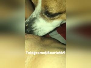 baise canine sauvage