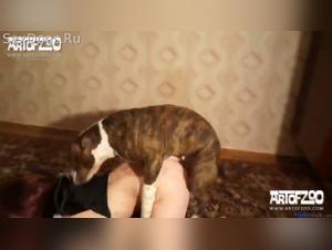 folie canine russe
