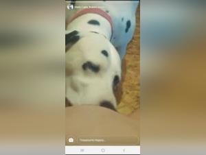 She Dog Sex: Private Messages, Extreme Videos