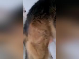 dýrlegr tilfinning ástþrör