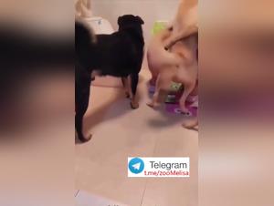 Sorella Cinese e il suo Cane: Parte 2