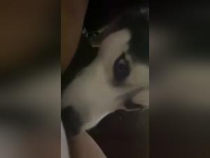 Chien lèche la salope