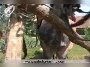 Knotty Dog Sex - Extreme Porn Videos