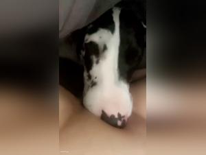 sugs hund medan hon tittar på porrstjänster, vågad