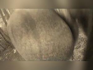 Glory Quest MAD-61: Bitch Gets Dog Fucked Hardcore