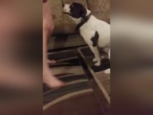 K9 Sex: Abuela Salvaje Se Deja Domina por su Perro