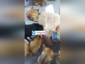 Baise Chien Asian Group 2 - Foursome Extreme