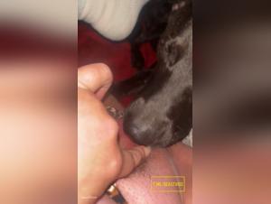 Cane violenta una donna