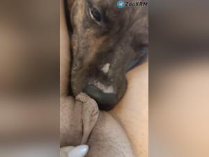 Fille baise chien léchage