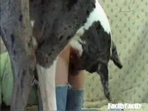 Two bitches fuck a dog together