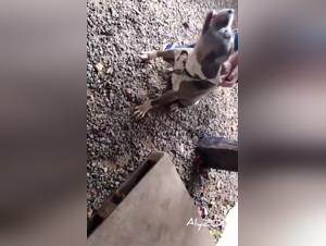 prima moglie cane