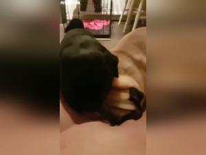 putain suce son pug, scènes hardcore amplifiées