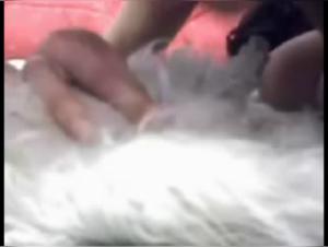 Asian Girl Dog Sex Webcam