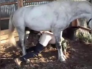 étalon baise sauvagement une fille, scène zoofilia hardcore