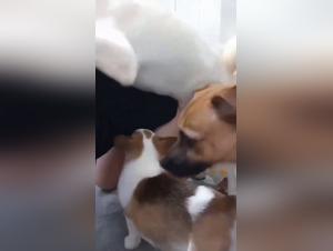 Woman Dog Sex Extreme