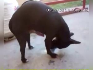 Salope Baise Chien Video XXX