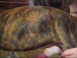 Kristy hundsegræði Hús - Vídeosex XXX