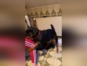  puta Foca Perro TikTok Rottweiler  Brutal