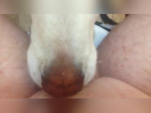 Slut Gets Fucked by Dog - Hardcore Sex Part 1