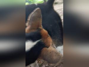 tierliebe im extremen: porno hund sex