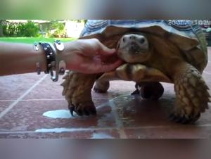 Schildkröte vergewaltigt Mädchen
