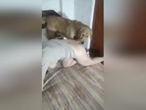 wildes tierisches vergnügen mit hund