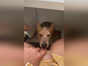 Salope baise chien Home Office