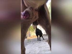 fjöldgangan unglinga og hundur