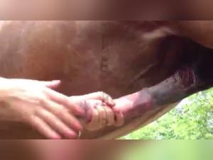 Ungezügelter Hengst, tierischer Sex