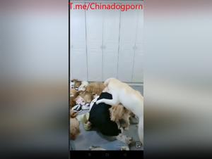 esposa coreana sucios deseos con perro, sexo bestia