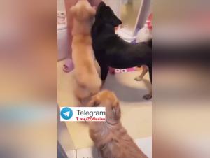 Chinese Whores Dog Gangbang 2