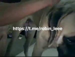 Salope baise chien gay