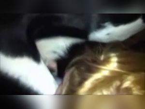 Salope suce son chien dans le lit conjugal