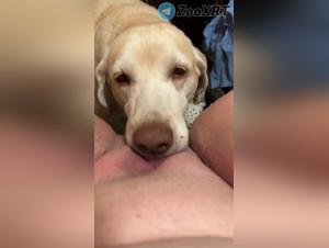 tierische freuden mit hund