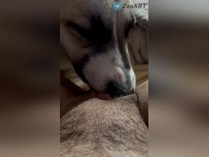 Baise Chien Fou