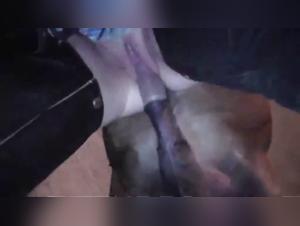 Mujer con perro, sexo extremo