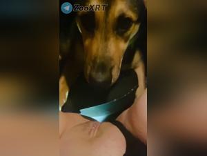 lamiendo canino intenso en auto
