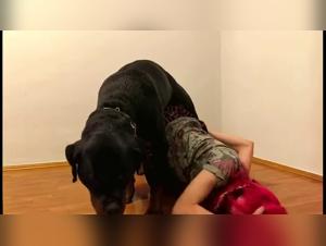 rosa jente suger svart hund : ekstrem seksuell fantasi