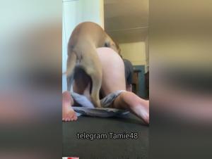 Baise animale : maman obèse & chien en vidéo