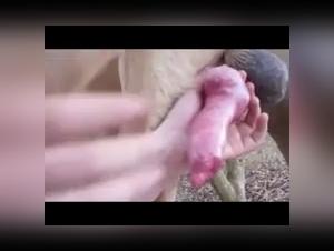 Spanish Bitch Dog Fuck 02