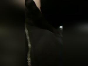hundekampare: vokal amatör ger sig hän