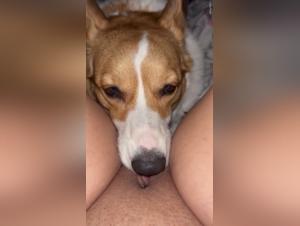 Hundets Licking - Galen Begär